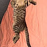 Hades a rejoint le concours — aidez-le/la à gagner de superbes lots ! kitten, cat, tabby, sleeping, lying_down, pet, animal, feline, cute, cozy, blanket, pink, fur, whiskers, tail, indoor, resting, cute_pet, relaxed, adorable