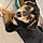 Baloo