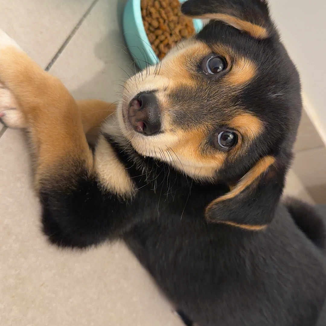 Baloo a rejoint le concours — aidez-le/la à gagner de superbes lots ! animal, black_fur, canine, companion, cute, dog, dog_food, ears, floor, food_bowl, indoor, looking_up, pet, playful, puppy, snout, tan_fur, tile, whiskers, young_dog