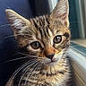 animal, cat, close_up, curious, cute, domestic, eyes, face, feline, fur, indoor, kitten, mammal, pet, portrait, soft_light, tabby, whiskers, window, young