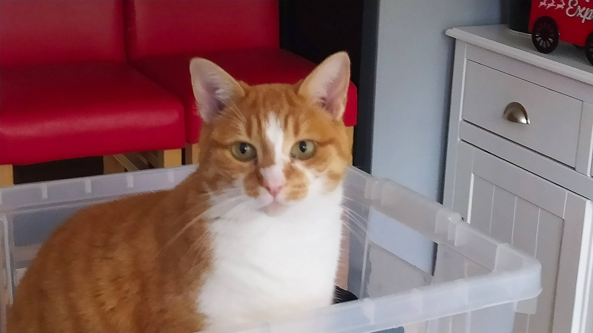 Caramelle participe au concours pour gagner de l'argent avec cette photo : box, cabinetry, carnivore, cat, chest_of_drawers, cupboard, domestic_short_haired_cat, drawer, dresser, fawn, felidae, fur, hardwood, pet_supply, room, small_to_medium_sized_cats, snout, tail, whiskers, wood