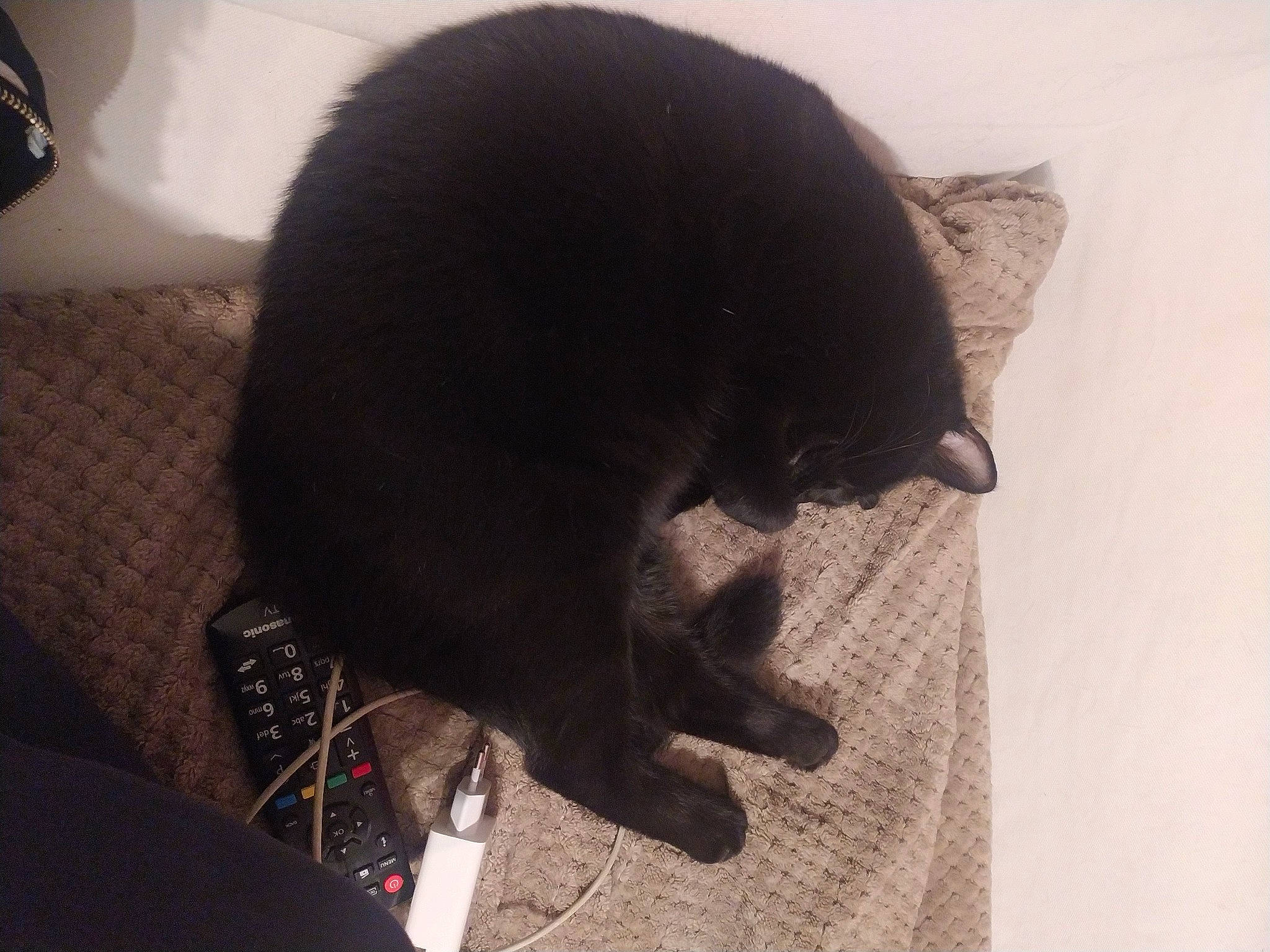 Lucky participe au concours pour gagner de l'argent avec cette photo : black_cat, bombay, canidae, carnivore, cat, claw, collar, comfort, dog_breed, domestic_short_haired_cat, ear, felidae, fur, paw, small_to_medium_sized_cats, snout, sporting_group, tail, terrestrial_animal, whiskers