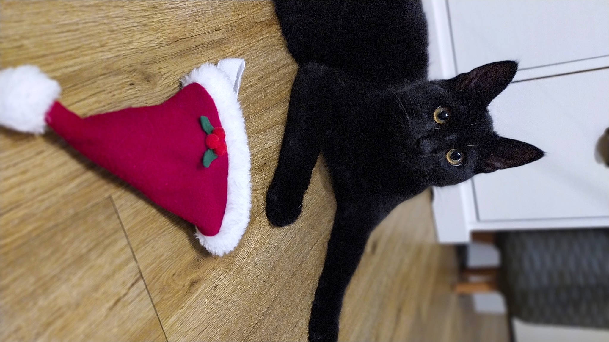 Lucky a rejoint le concours — aidez-le/la à gagner de superbes lots ! black_cat, bombay, carmine, carnivore, cat, domestic_short_haired_cat, fashion_accessory, felidae, flooring, foot, fur, hardwood, magenta, small_to_medium_sized_cats, tail, whiskers, wood, wood_flooring, wool, woolen