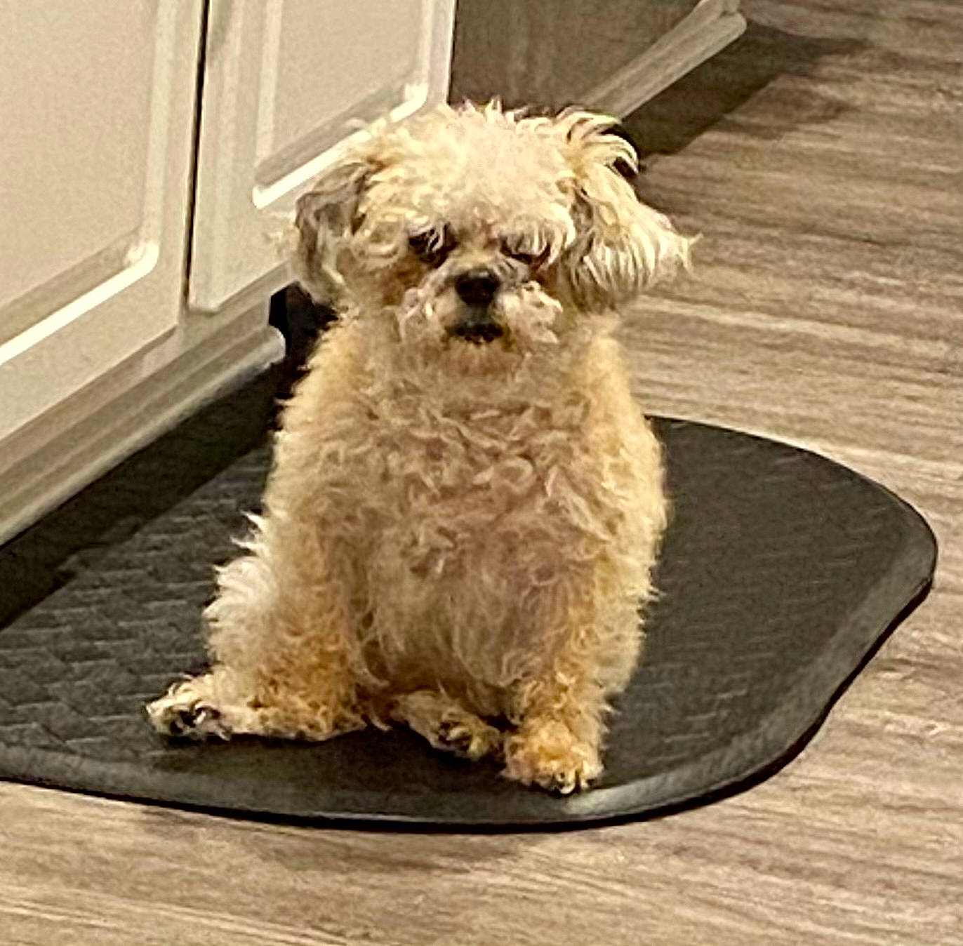 Ted is registered to the contest to win money with this photo: canidae, carnivore, companion_dog, dog, dog_breed, fawn, flooring, fur, hardwood, maltepoo, pet_supply, puppy_love, small_terrier, snout, sporting_group, terrier, toy_dog, water_dog, wood, working_animal