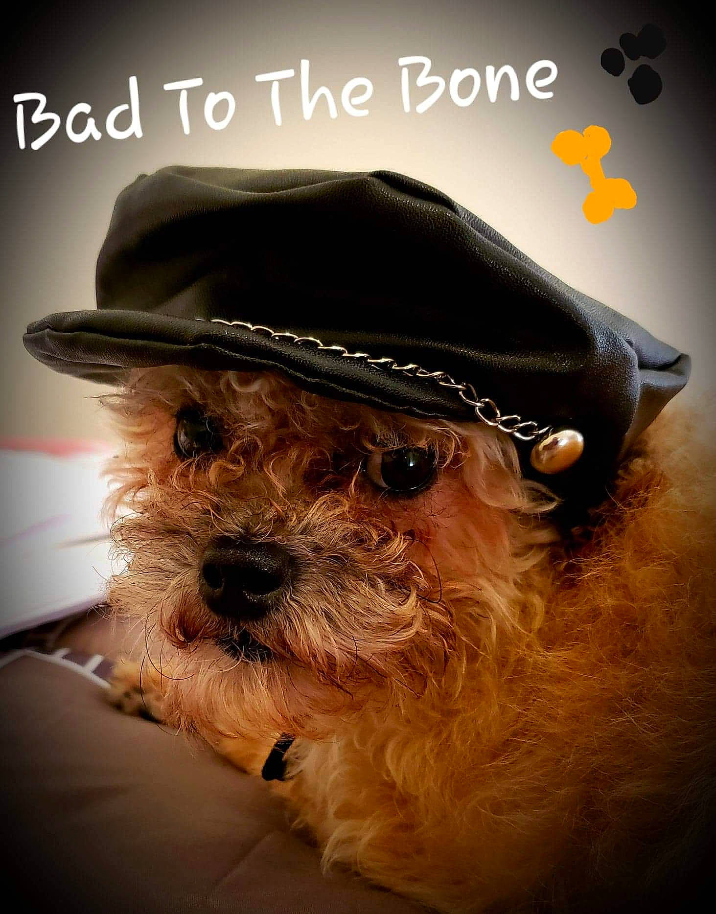Ted joined the competition — help win amazing prizes! beard, cap, carnivore, companion_dog, costume_hat, dog, dog_breed, eyewear, facial_hair, fashion_accessory, fedora, font, fur, glasses, hat, headgear, moustache, snout, terrier, working_animal