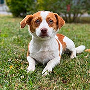 Iris a rejoint le concours — aidez-le/la à gagner de superbes lots ! adorable, animal, brown_and_white, canine, cute, daylight, dog, ears, eyes, friendly, fur, grass, greenery, lying_down, mammal, nature, outdoor, pet, portrait, snout