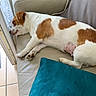 Iris participe au concours pour gagner de l'argent avec cette photo : beige, brown, calm, couch, dog, domestic_animal, fur, indoor, lace_curtain, leather, pet, pillow, relaxing, resting, side_view, sleeping, teal, tile_floor, white, window