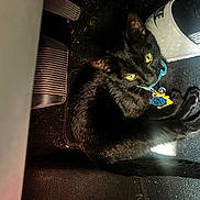 Tiana is registered to the contest to win money with this photo: cat, black_cat, pet, collar, tags, car_interior, car_floor, pedal, shoe, sneaker, yellow_eyes, animal, feline, domestic_animal, closeup, floor_mat, relaxed, indoor, laying, casual