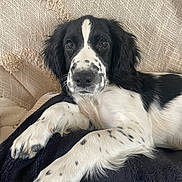 Aslan a rejoint le concours — aidez-le/la à gagner de superbes lots ! animal, black_and_white, blanket, closeup, cozy, cute, dog, ears, face, fur, indoor, laying_down, nose, paw, pet, puppy, resting, spotted, whiskers, young_dog