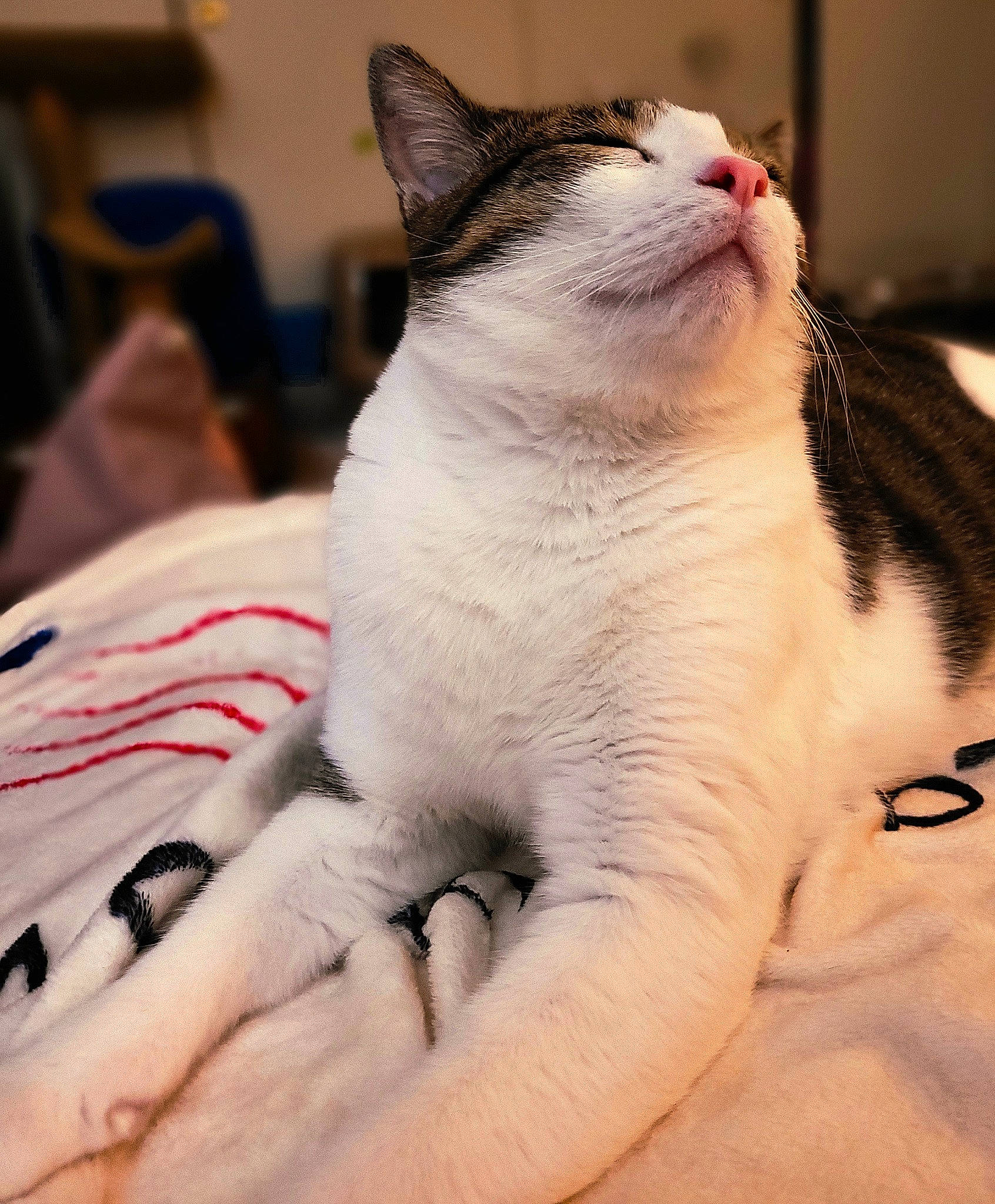 Georgie is registered to the contest to win money with this photo: carnivore, cat, claw, comfort, domestic_short_haired_cat, eyelash, felidae, foot, fur, paw, sitting, small_to_medium_sized_cats, snout, tail, terrestrial_animal, whiskers, window