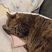 Dina a rejoint le concours — aidez-le/la à gagner de superbes lots ! cat, tabby, sleeping, paw, cushion, pillow, indoor, cozy, fur, striped, pet, resting, animal, cute, domestic, feline, soft, blanket, relaxed, home