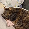 animal, blanket, cat, cozy, cushion, cute, domestic, feline, fur, home, indoor, paw, pet, pillow, relaxed, resting, sleeping, soft, striped, tabby
