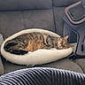 Dina a rejoint le concours — aidez-le/la à gagner de superbes lots ! cat, tabby, sleeping, pet_bed, couch, gray, cozy, indoor, resting, fur, animal, household, carrier, soft, relaxing, domestic, feline, comfort, nap, home