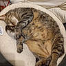 Dina a rejoint le concours — aidez-le/la à gagner de superbes lots ! cat, tabby, sleeping, pet, cozy, bed, fur, whiskers, paw, indoor, cute, relaxed, animal, feline, domestic, resting, soft, curled_up, fluffy, warm