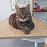 calendar, cat, chair, computer_screen, desk, feline, fur, green_eyes, home_office, indoor, looking_at_camera, office, paws, pet, plant, relaxed, shelf, stationery, tabby, wooden_table