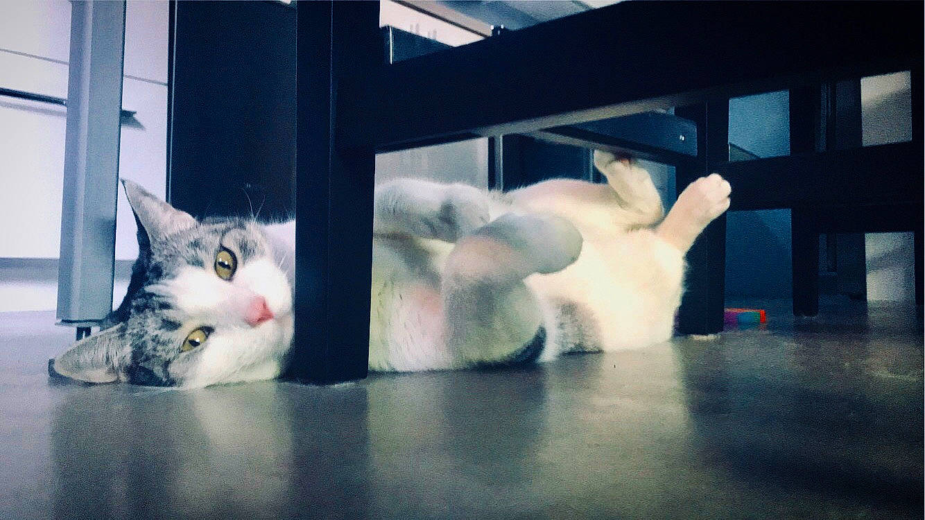 Rascal is registered to the contest to win money with this photo: _geese_and_swans, art, carnivore, cat, comfort, domestic_short_haired_cat, ducks, felidae, flooring, fur, glass, mammal, paw, reflection, room, small_to_medium_sized_cats, snout, tail, vertebrate, whiskers