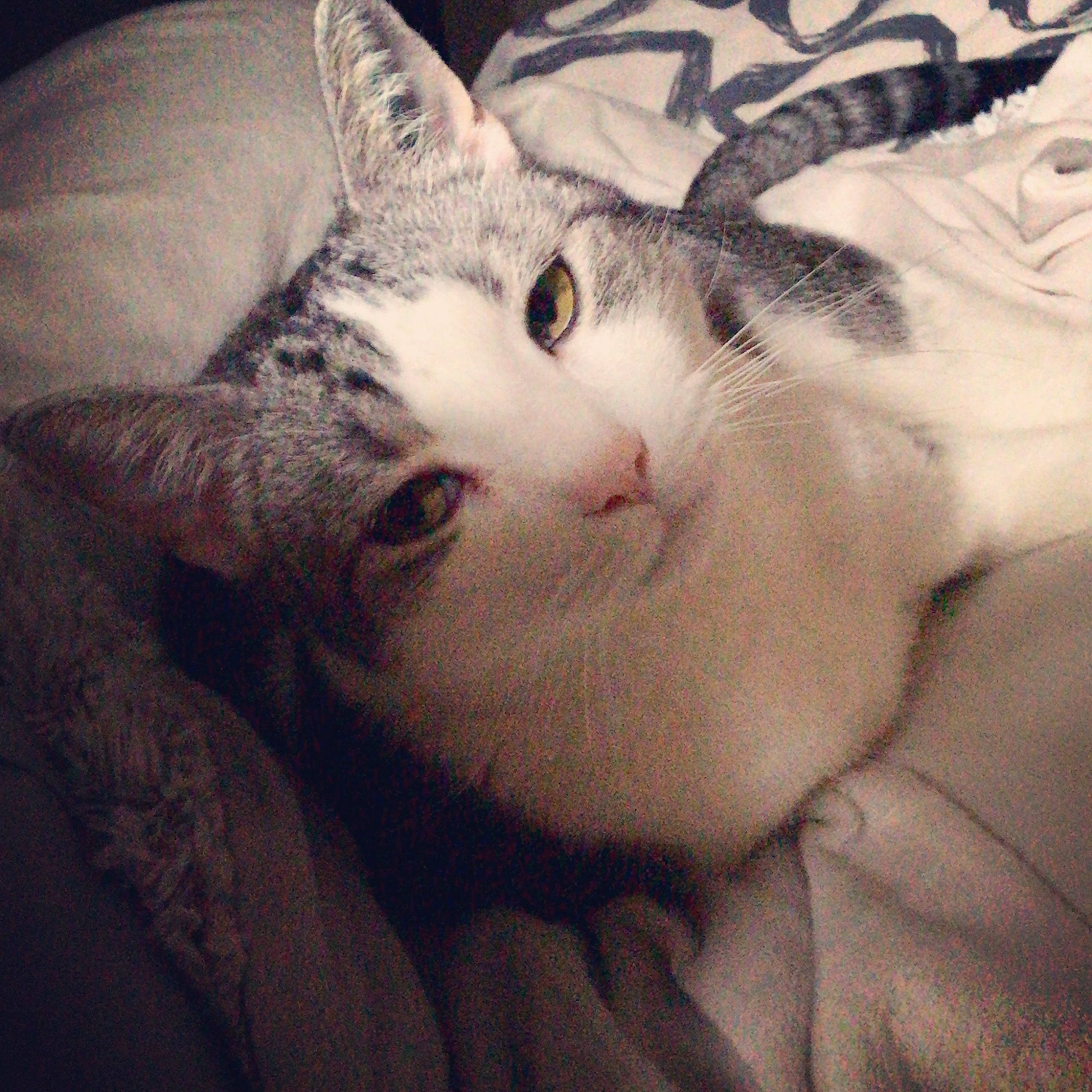 Rascal is registered to the contest to win money with this photo: carnivore, cat, cloud, comfort, domestic_short_haired_cat, ear, felidae, fur, head, love, meteorological_phenomenon, nap, nose, paw, sky, sleep, small_to_medium_sized_cats, snout, tail, whiskers