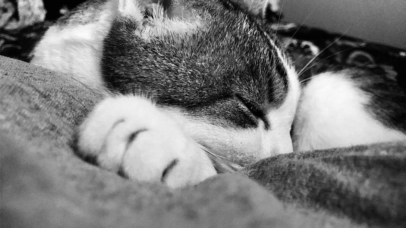 Rascal joined the competition — help win amazing prizes! black_and_white, bored, carnivore, cat, close_up, comfort, domestic_short_haired_cat, felidae, fur, grass, grey, mammal, monochrome, monochrome_photography, small_to_medium_sized_cats, snout, style, terrestrial_animal, vertebrate, whiskers