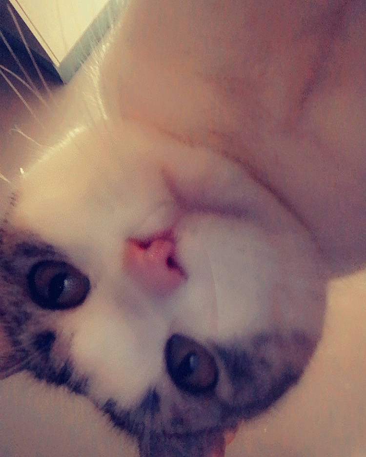 Rascal is registered to the contest to win money with this photo: carnivore, cat, cloud, domestic_short_haired_cat, ear, eye, eyelash, felidae, fur, gesture, head, human_body, iris, jaw, nose, paw, small_to_medium_sized_cats, snout, tail, whiskers