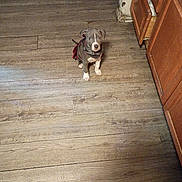 Sky is registered to the contest to win money with this photo: puppy, dog, indoor, wooden_floor, brown_cabinet, harness, pet, curious, small_dog, flooring, looking_up, cute, domestic_animal, young_dog, fur, sitting, house, home, floor, canine