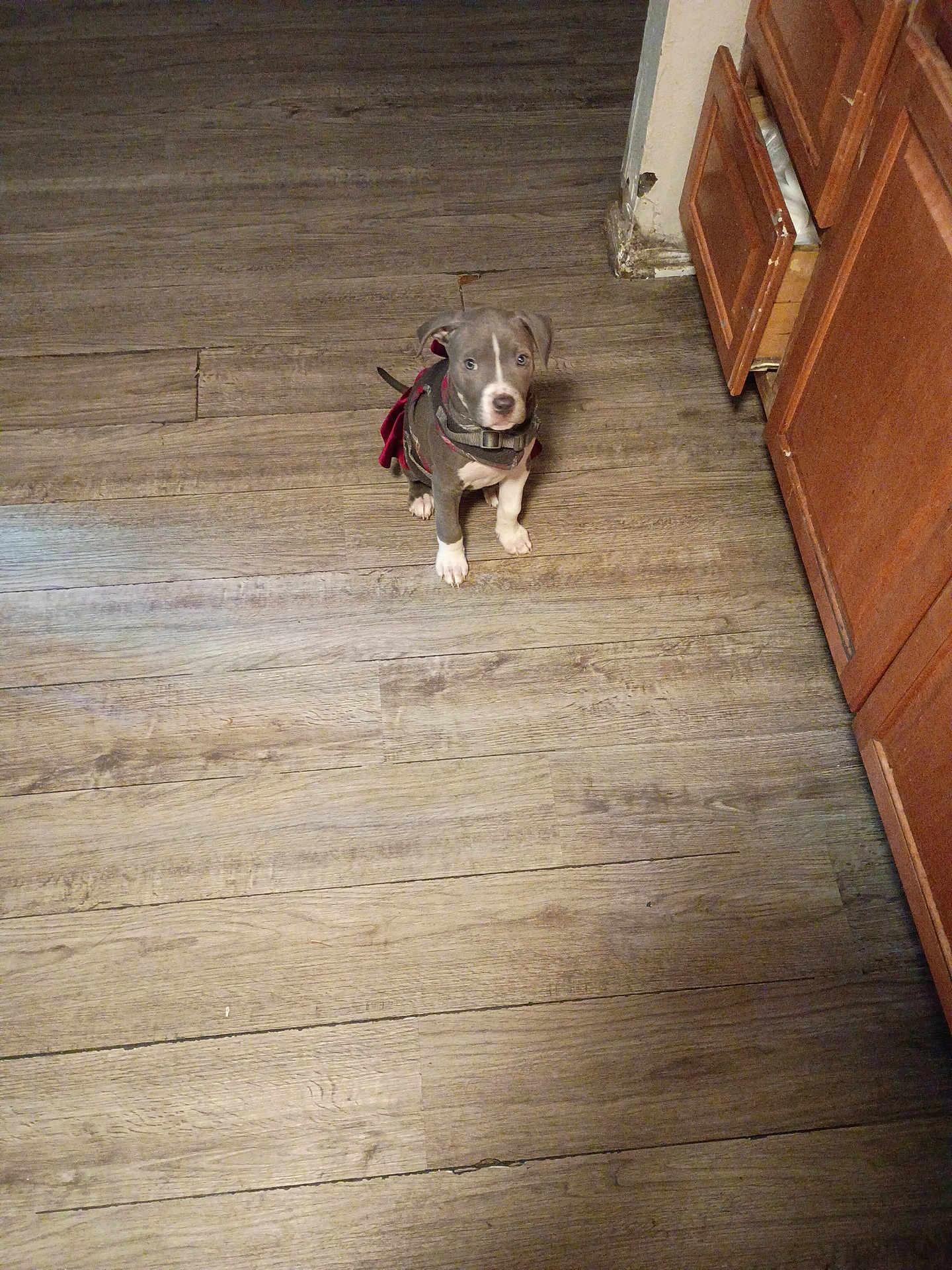 Sky is registered to the contest to win money with this photo: puppy, dog, indoor, wooden_floor, brown_cabinet, harness, pet, curious, small_dog, flooring, looking_up, cute, domestic_animal, young_dog, fur, sitting, house, home, floor, canine