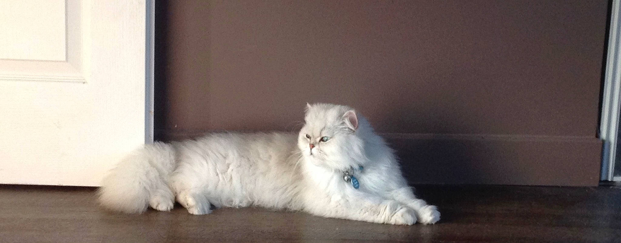 Grimm participe au concours pour gagner de l'argent avec cette photo : art, carnivore, cat, comfort, fawn, felidae, fur, paw, persian, small_to_medium_sized_cats, snout, tail, whiskers