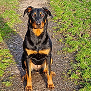 Ushka participe au concours pour gagner de l'argent avec cette photo : dog, sitting, black_and_tan, outdoor, path, grass, sunlight, pet, animal, canine, nature, portrait, alert, fur, ears, paws, daytime, ground, watchful, companion