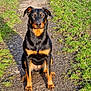 dog, sitting, black_and_tan, outdoor, path, grass, sunlight, pet, animal, canine, nature, portrait, alert, fur, ears, paws, daytime, ground, watchful, companion
