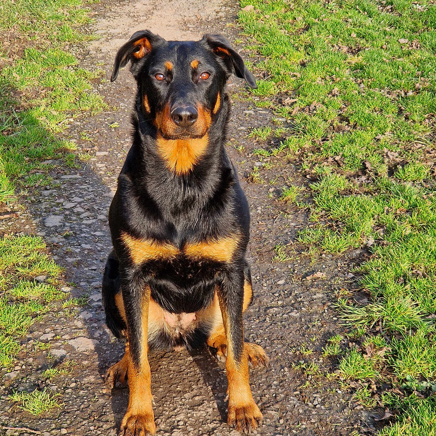 Ushka participe au concours pour gagner de l'argent avec cette photo : alert, animal, black_and_tan, canine, companion, daytime, dog, ears, fur, grass, ground, nature, outdoor, path, paws, pet, portrait, sitting, sunlight, watchful