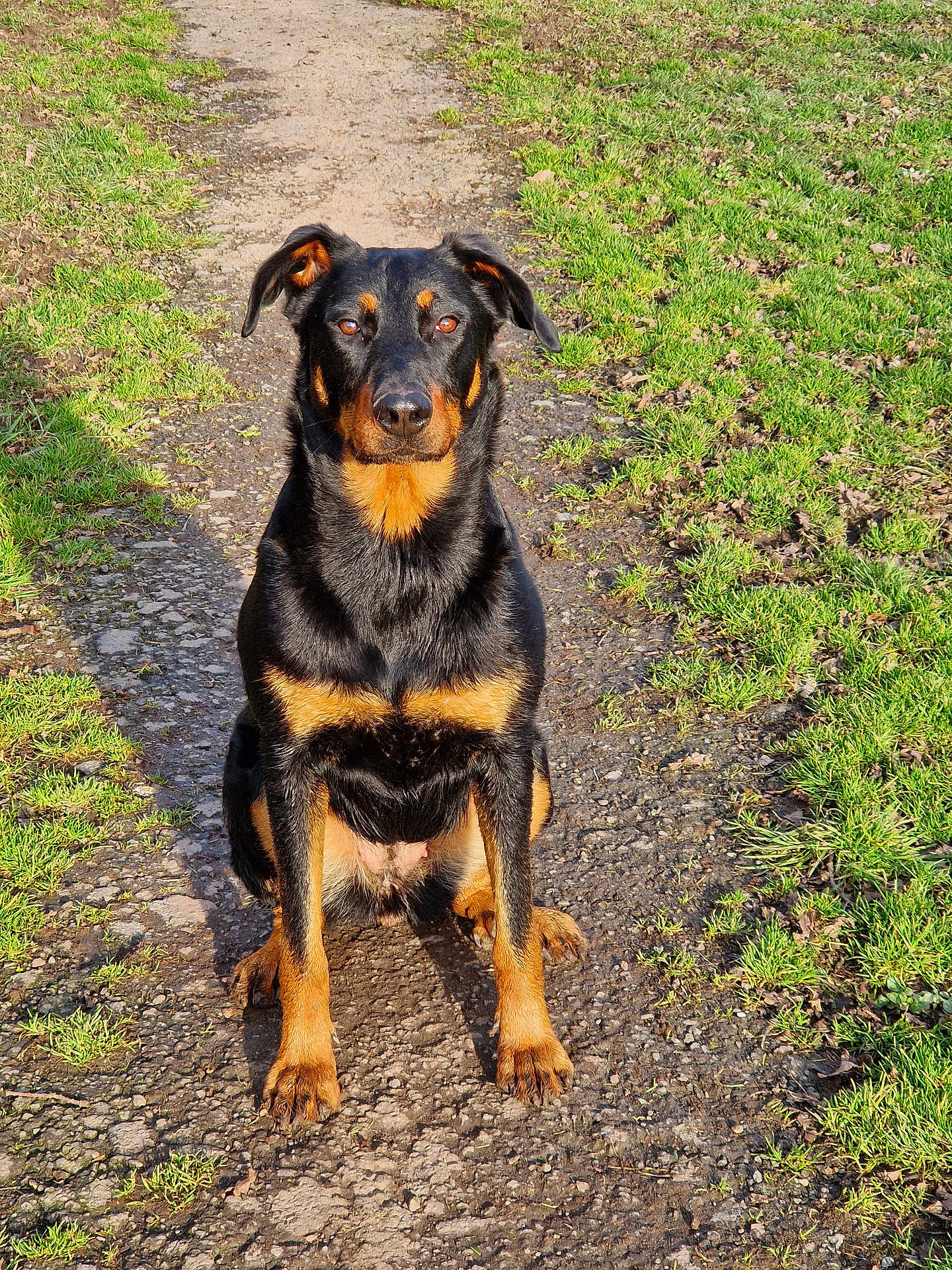 Ushka participe au concours pour gagner de l'argent avec cette photo : dog, sitting, black_and_tan, outdoor, path, grass, sunlight, pet, animal, canine, nature, portrait, alert, fur, ears, paws, daytime, ground, watchful, companion