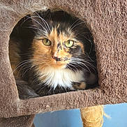 Sprout joined the competition — help win amazing prizes! cat, calico, feline, cat_tree, scratching_post, fur, whiskers, green_eyes, pet, cozy, indoor, cubby, brown, orange, black, white, closeup, animal, cute, resting