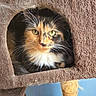 cat, calico, feline, cat_tree, scratching_post, fur, whiskers, green_eyes, pet, cozy, indoor, cubby, brown, orange, black, white, closeup, animal, cute, resting