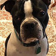 Rubble is registered to the contest to win money with this photo: dog, black_and_white, collar, pet, animal, bed, indoor, portrait, close_up, sitting, cute, face, ears, whiskers, fur, tag, looking, expression, domestic_animal, companion