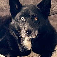 Dixon joined the competition — help win amazing prizes! animal, black_dog, canine, close_up, companion, couch, dog, domestic_animal, ears, face, fur, heterochromia, indoor, looking_at_camera, lying_down, pet, portrait, relaxed, two_colored_eyes, white_patch