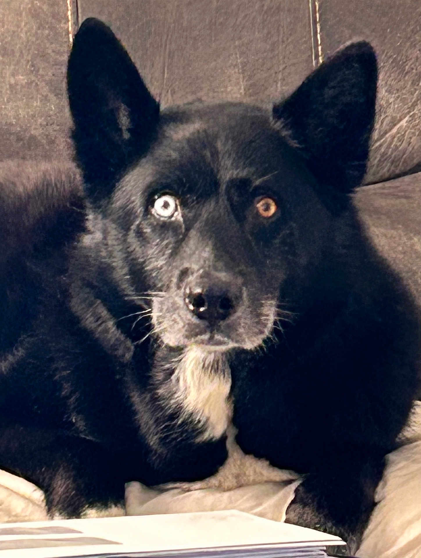 Dixon