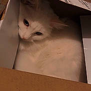 Amélie a rejoint le concours — aidez-le/la à gagner de superbes lots ! cat, white_cat, cardboard_box, pet, feline, indoor, cozy, fur, animal, cute, resting, curious, whiskers, ears, domestic_animal, box, closeup, mammal, sleepy, quiet