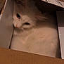 cat, white_cat, cardboard_box, pet, feline, indoor, cozy, fur, animal, cute, resting, curious, whiskers, ears, domestic_animal, box, closeup, mammal, sleepy, quiet