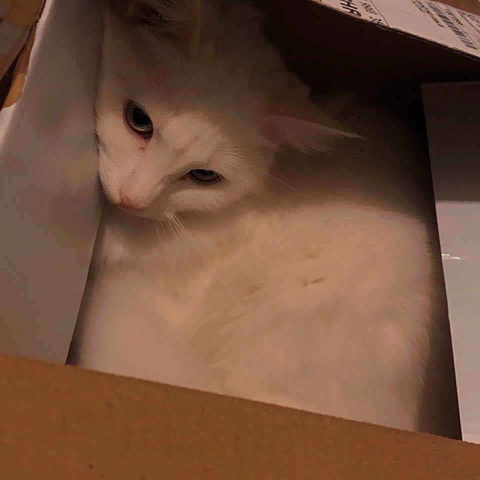 Amélie a rejoint le concours — aidez-le/la à gagner de superbes lots ! animal, box, cardboard_box, cat, closeup, cozy, curious, cute, domestic_animal, ears, feline, fur, indoor, mammal, pet, quiet, resting, sleepy, whiskers, white_cat