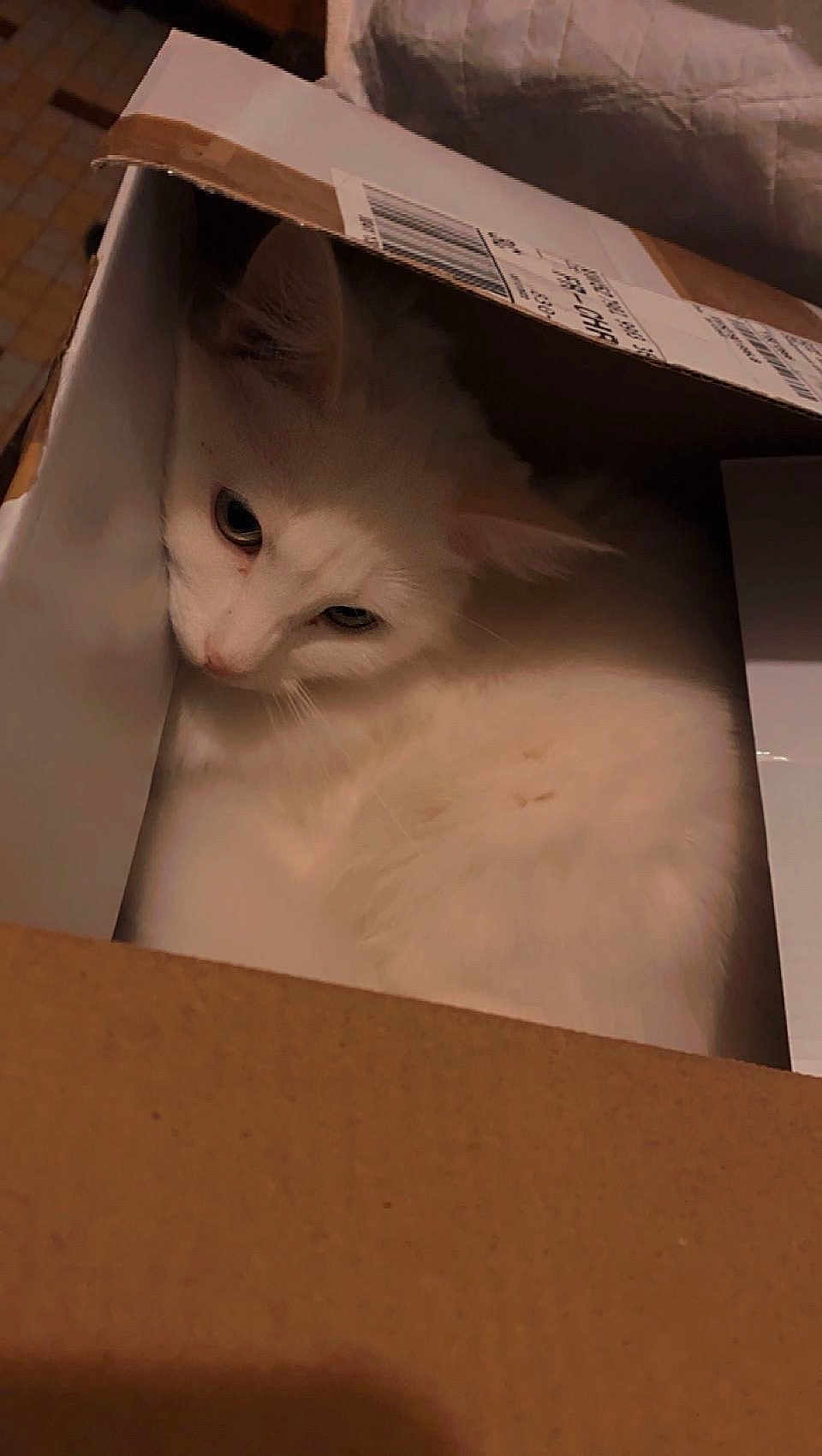 Amélie a rejoint le concours — aidez-le/la à gagner de superbes lots ! cat, white_cat, cardboard_box, pet, feline, indoor, cozy, fur, animal, cute, resting, curious, whiskers, ears, domestic_animal, box, closeup, mammal, sleepy, quiet