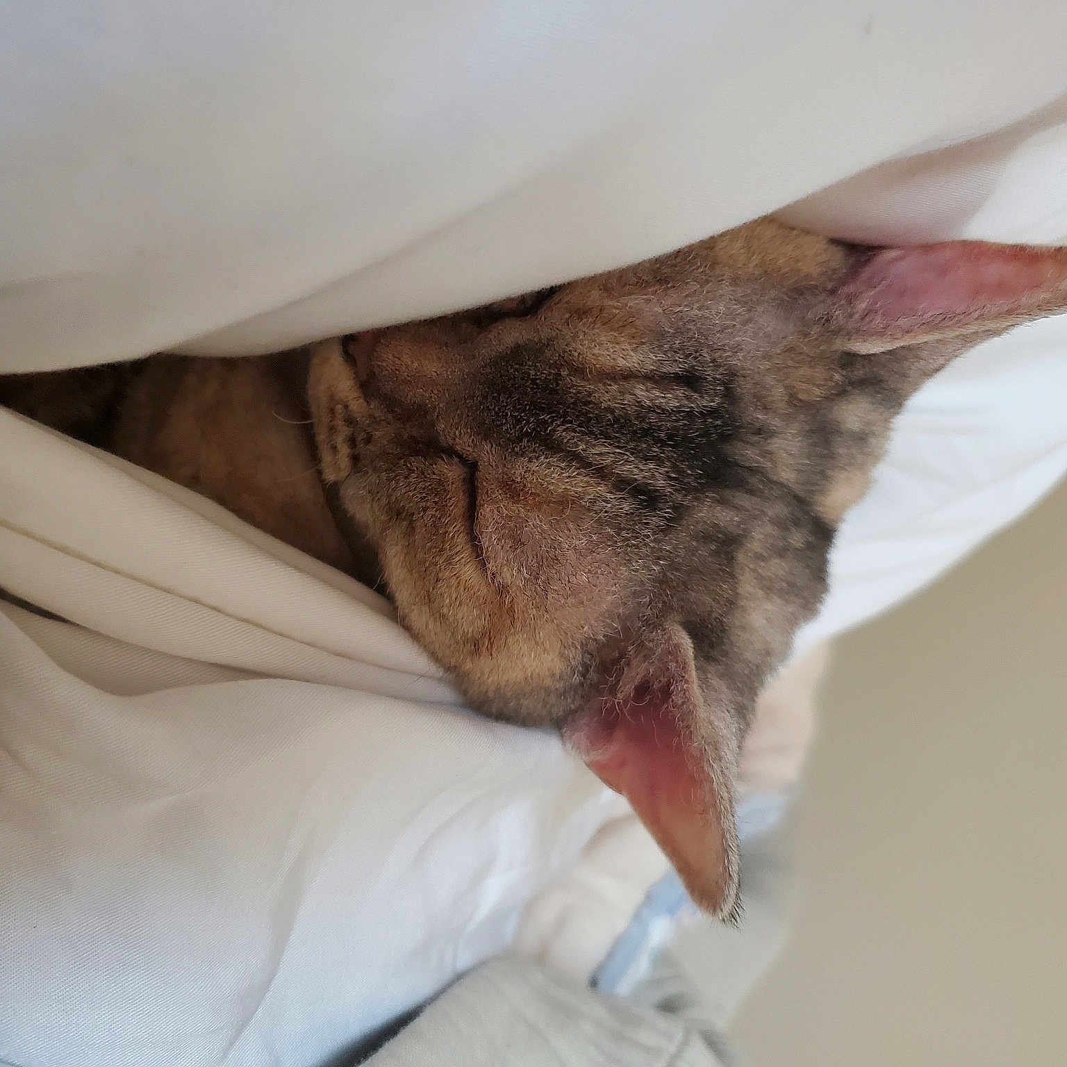 Hffii is registered to the contest to win money with this photo: beige, bottle, carnivore, cat, claw, comfort, dog, dog_breed, domestic_short_haired_cat, ear, fawn, felidae, fur, linens, nap, paw, small_to_medium_sized_cats, snout, whiskers, wrinkle