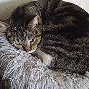 Tigrou participe au concours pour gagner de l'argent avec cette photo : abyssinian, angora, animal, blanket, cat, clothing, couch, egyptiancat, face, fur, furniture, head, indoors, kitten, manx, person, pet, photography, portrait, sleeping