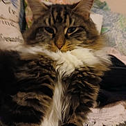Mr Bojangles is registered to the contest to win money with this photo: animal, blanket, cat, closeup, couch, cozy, domestic, ears, fluffy, fur, furry, indoor, pet, pillow, relaxed, resting, sleepy, tabby, whiskers, white_chest