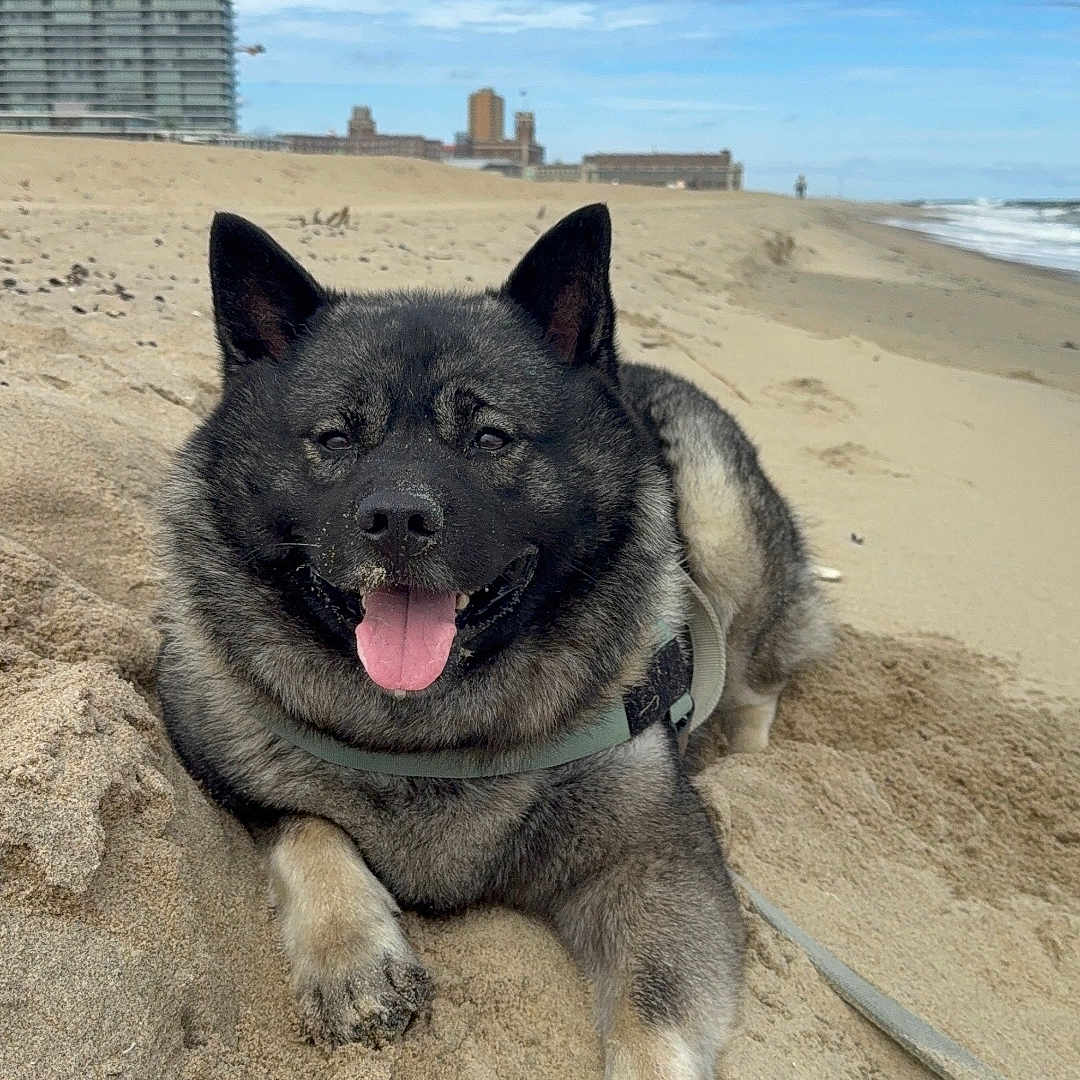 Bjørn is registered to the contest to win money with this photo: dog, pet, beach, sand, ocean, seaside, outdoor, animal, sitting, lying_down, tongue, happy, fluffy, black_and_gray, harness, leash, dunes, waves, buildings, sky