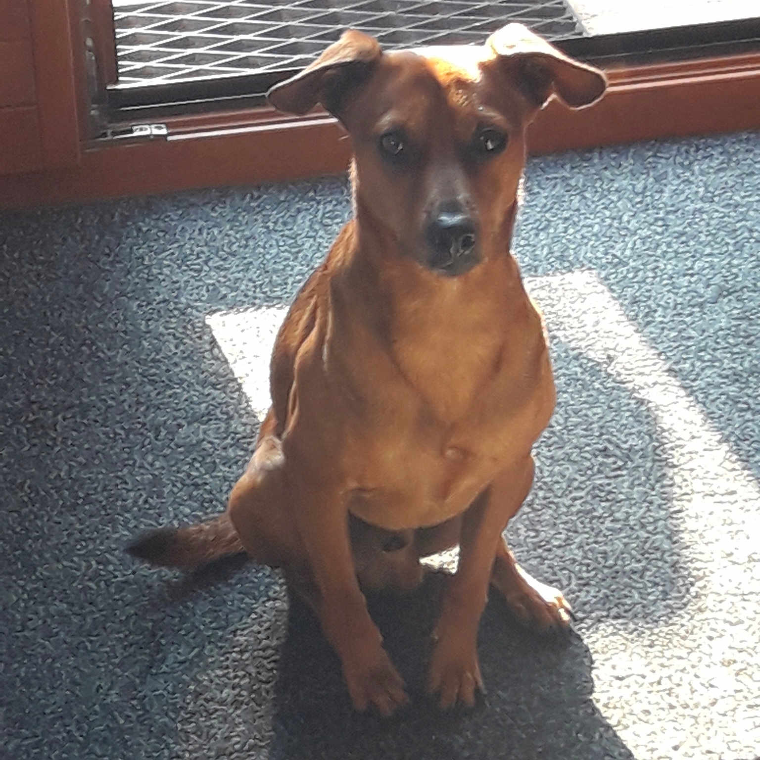 Falco a rejoint le concours — aidez-le/la à gagner de superbes lots ! carnivoran, dog, dog_breed, dog_breed_group, dog_like_mammal, german_pinscher, miniature_pinscher, pinscher, rhodesian_ridgeback, snout