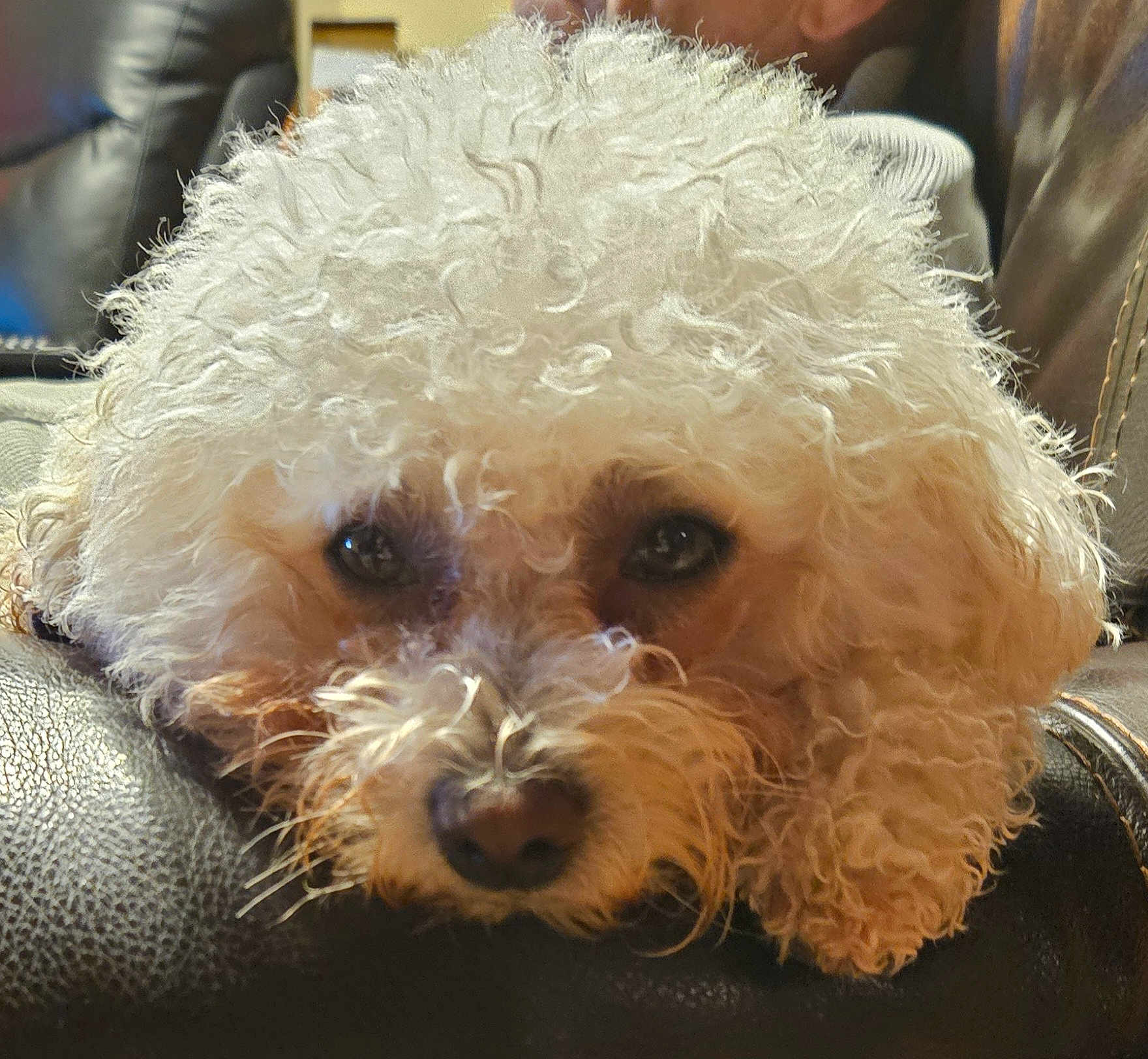 Uka participe au concours pour gagner de l'argent avec cette photo : dog, pet, fluffy, white, curly_fur, close_up, resting, leather, sofa, indoor, animal, cute, face, portrait, fur, canine, relaxed, looking, domestic, cozy