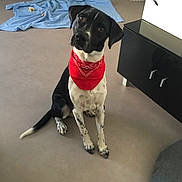 Saïko participe au concours pour gagner de l'argent avec cette photo : bandana, beanbag, black_and_white, blanket, cabinet, curious, cute, dog, floor, furniture, home, indoor, living_room, paws, pet, portrait, sitting, spotted_legs, tail, tilted_head