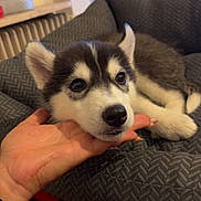 Vegas a rejoint le concours — aidez-le/la à gagner de superbes lots ! puppy, dog, husky, pet, bed, hand, indoor, cozy, resting, cute, animal, fur, black_and_white, young, domestic_animal, carpet, comfort, face, ears, nose