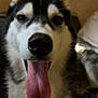 Vegas participe au concours pour gagner de l'argent avec cette photo : dog, husky, tongue_out, pet, animal, indoor, close_up, fur, black_and_white, ears, nose, cute, friendly, mammal, canine, face, tongue, lying_down, cozy, companion