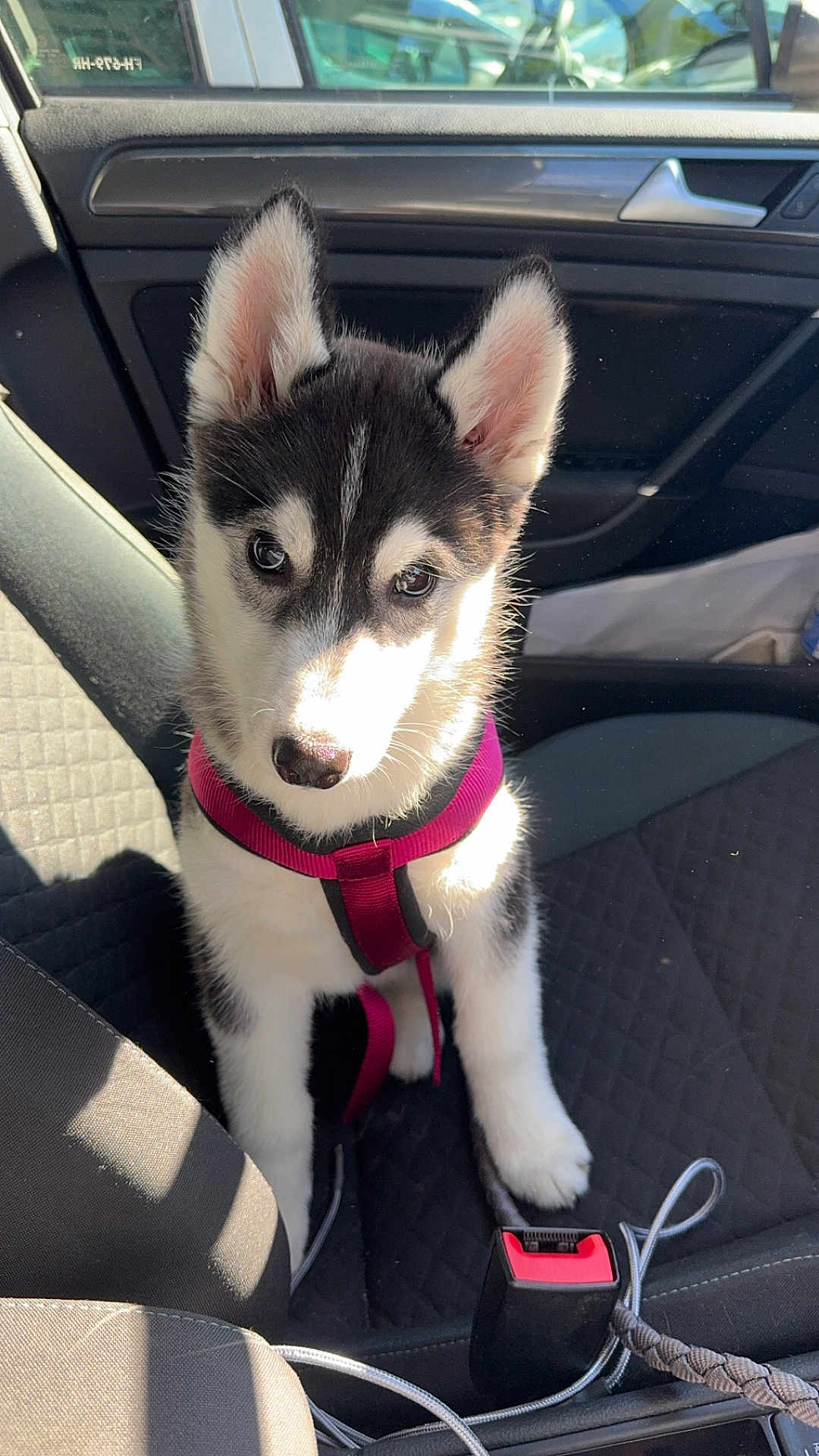 Vegas a rejoint le concours — aidez-le/la à gagner de superbes lots ! husky, puppy, dog, car_interior, car_seat, harness, sunlight, pet, animal, seatbelt_buckle, leash, cute, canine, young_dog, black_and_white, fur, ears, indoor, vehicle, portrait
