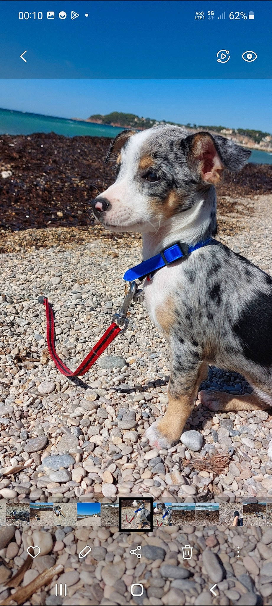 Summer participe au concours pour gagner de l'argent avec cette photo : adventure, australian_cattle_dog, carnivore, collar, companion_dog, dog, dog_breed, dog_collar, dog_supply, fawn, leash, recreation, rock, sky, soil, sporting_group, walking, working_animal, working_dog